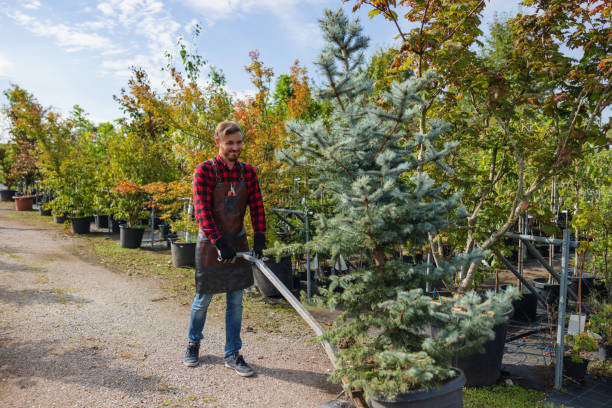 Best Tree Care Services  in Badieville, LA